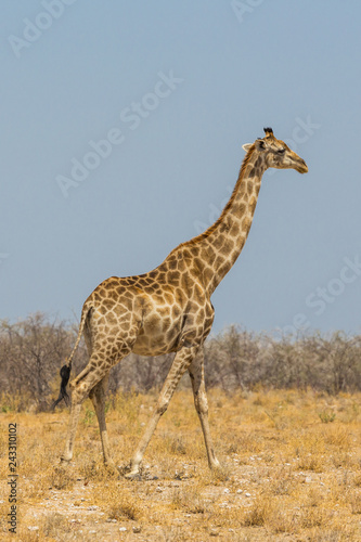 one male giraffe walking through dry savanna grassland