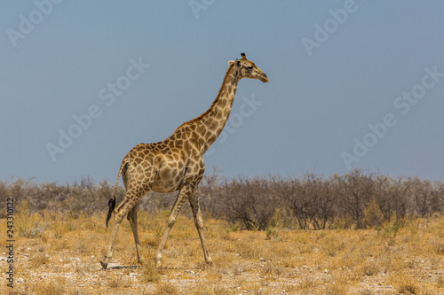 one male giraffe walking through savanna in Etosha