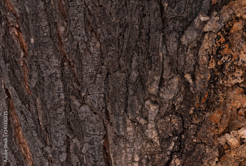 Tree bark texture. 