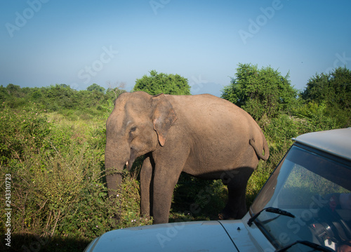 Photography Elephant walking alongside a jeep on a safari in Udawalawa national park in Sri