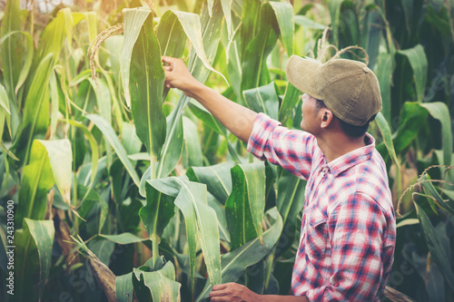 farmer checking and controling produce to qulity of product in farm field photo