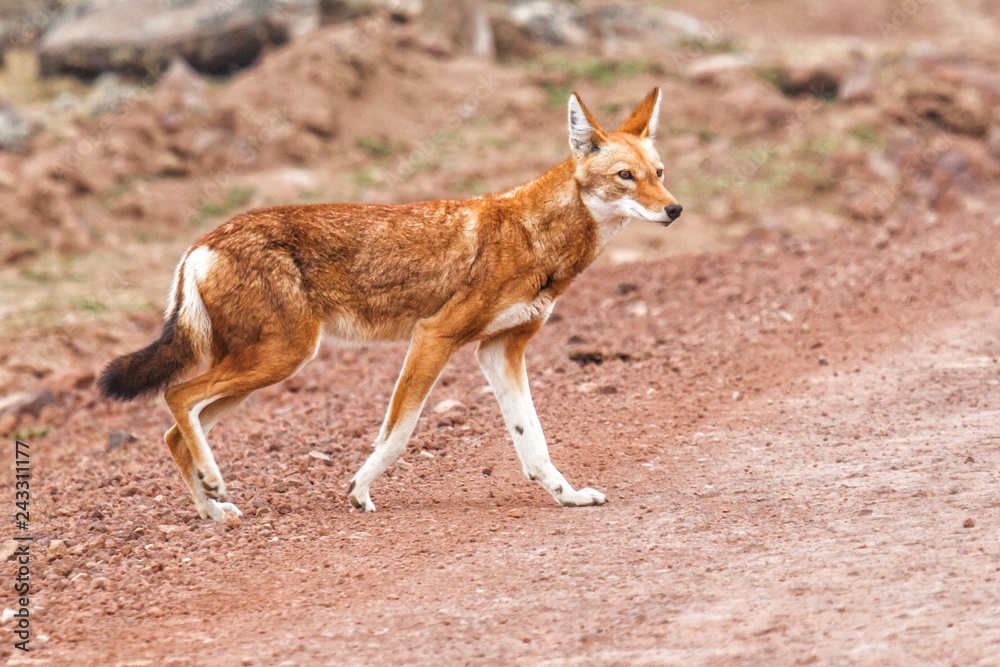 Ethiopian wolf - Sanetti plateau - Bale Mountains - Ethiopia Ethiopian wolf - Sanetti plateau - Bale Mountains - Ethiopia