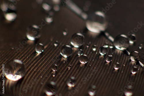 bird feather close up with water drops