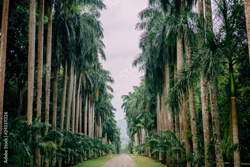 Palm alley in botanical garden  Kandy Sri Lanka