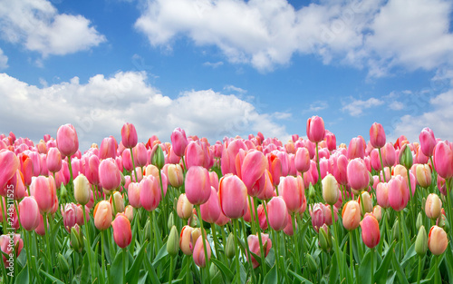 A field of pink tulips against a clear cloudy sky