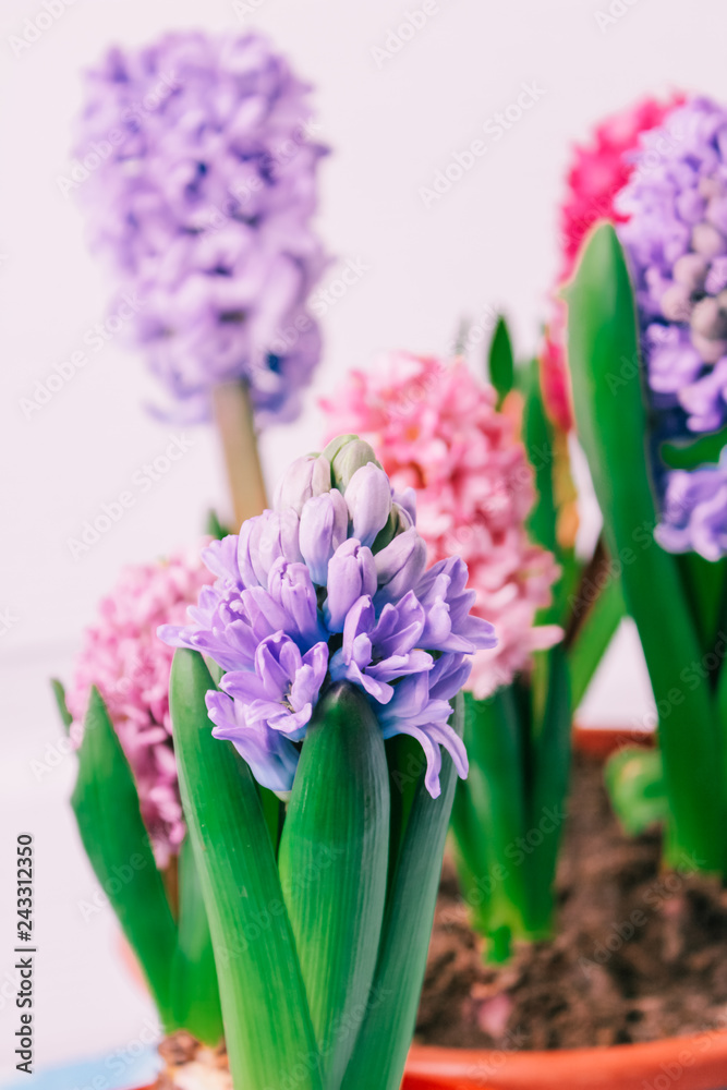 Fototapeta premium hyacinths mother's day, valentine's day