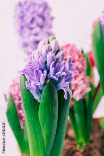 hyacinths  mother s day  valentine s day