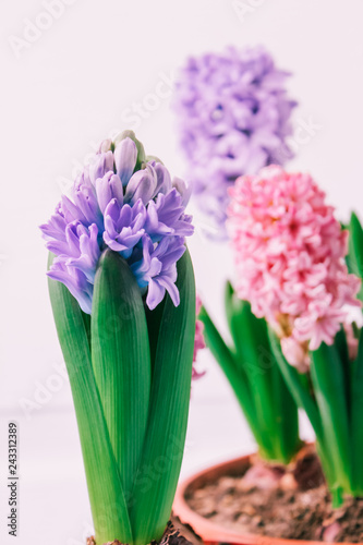 hyacinths  mother's day, valentine's day © AnnyStudio