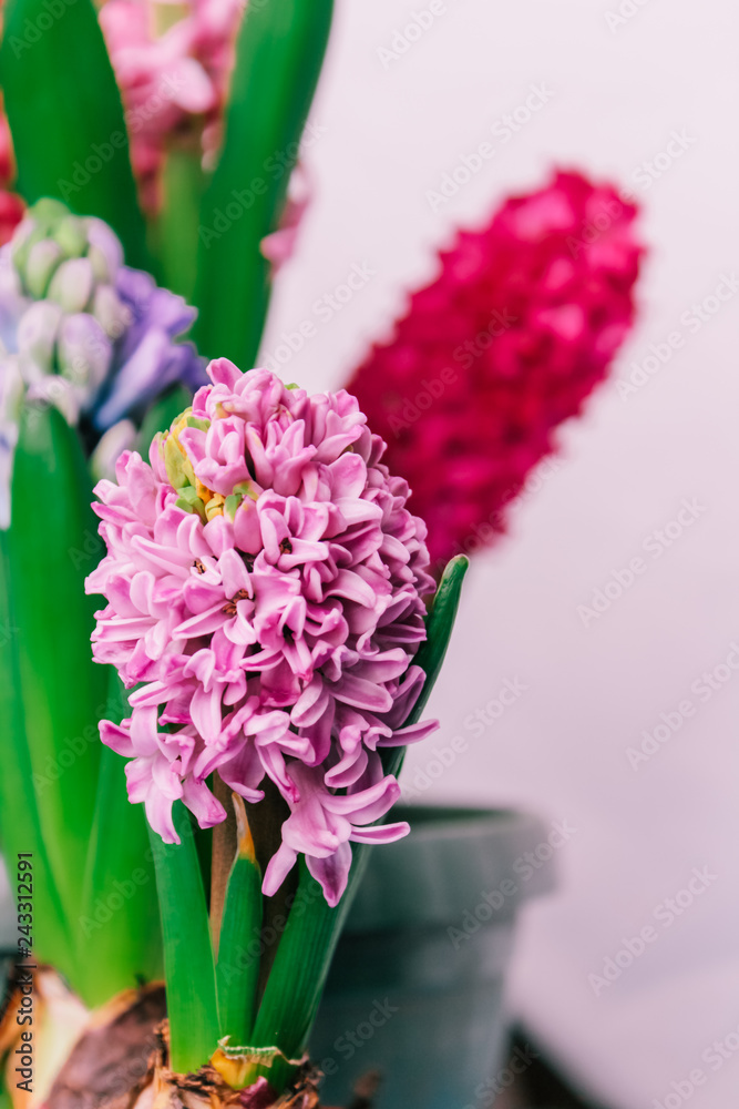 Naklejka premium hyacinths mother's day, valentine's day