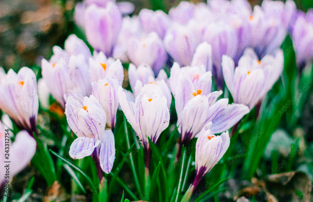 spring crocuses, mother's day, valentine's day spring crocuses, mother's day, valentine's day