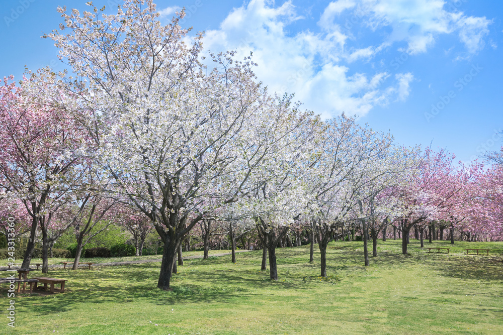 満開の桜