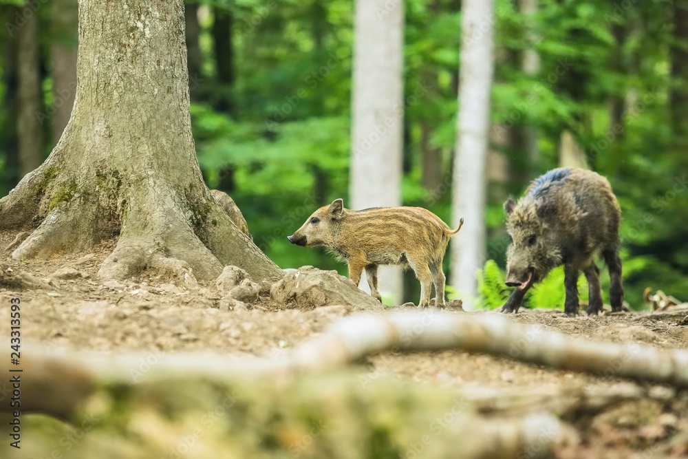 A brown and yellow striped piglet with adult wild boar standing by a tree, blurry green leaves in background, bright sunny summer day in a forest, nature reserve in Bavaria, Germany A brown and yellow striped piglet with adult wild boar standing by a tree, blurry green leaves in background, bright sunny summer day in a forest, nature reserve in Bavaria, Germany