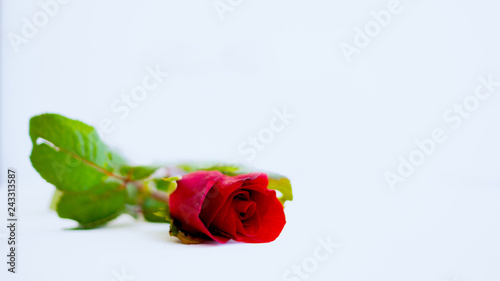 Red roses on a white background, Concept Representative agents send love.