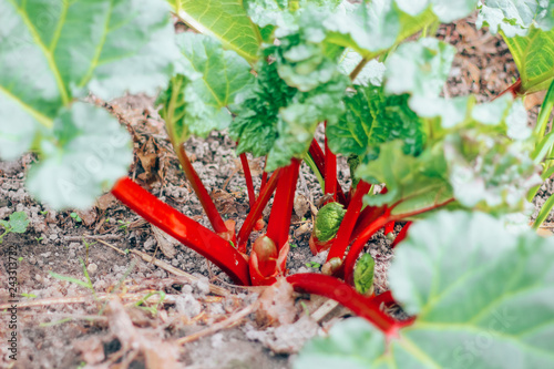 natural, organic rhubarb in the garden