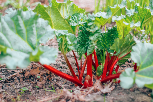 natural, organic rhubarb in the garden photo