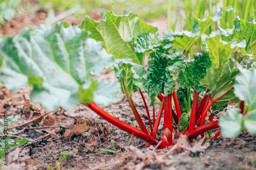 Canvastavla natural, organic rhubarb in the garden