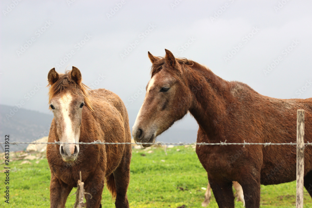 Two horses stand together in the field Two horses stand together in the field