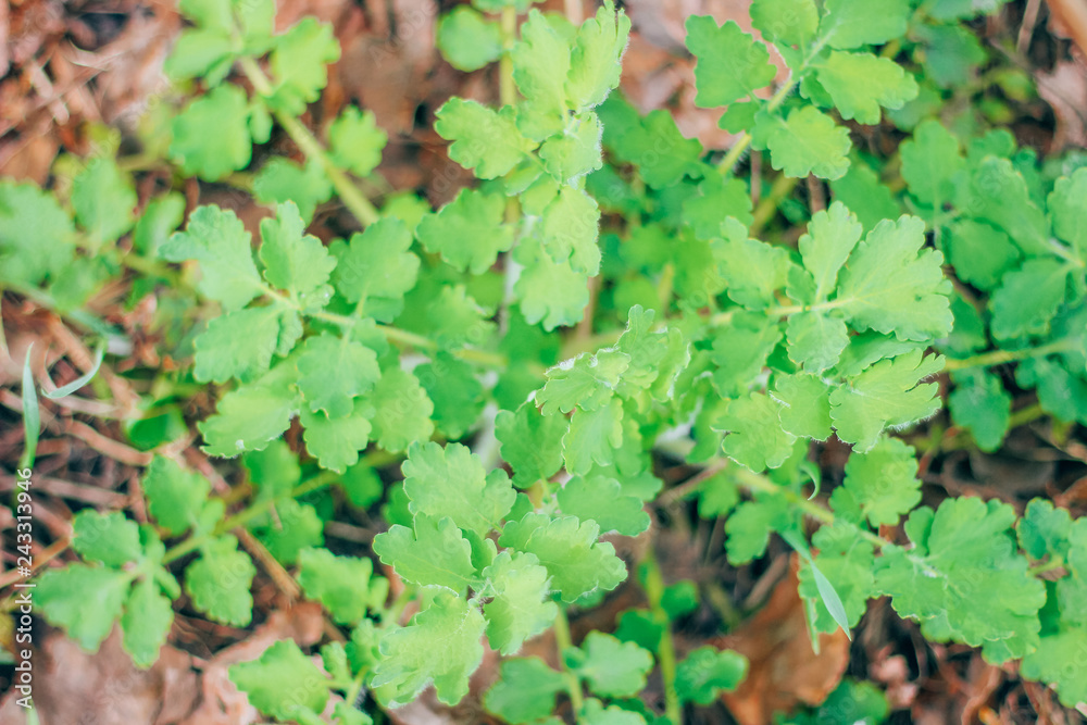 celandine medicinal plant celandine medicinal plant