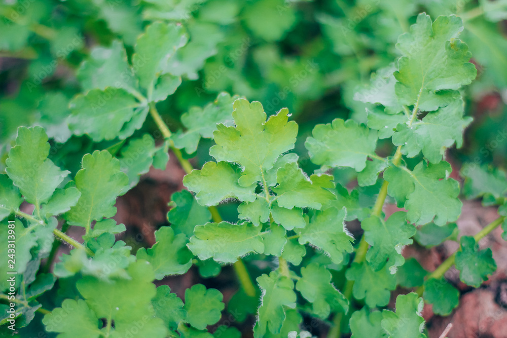 celandine medicinal plant celandine medicinal plant