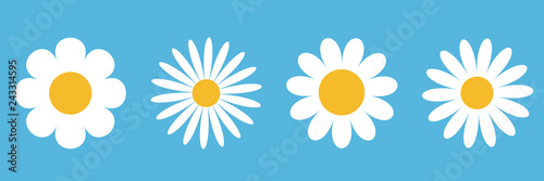 Fototapeta Naklejka Na Ścianę i Meble -  Camomile round icon set. White daisy chamomile. Cute round flower plant collection. Growing concept. Love card symbol. Flat design. Blue background. Isolated.