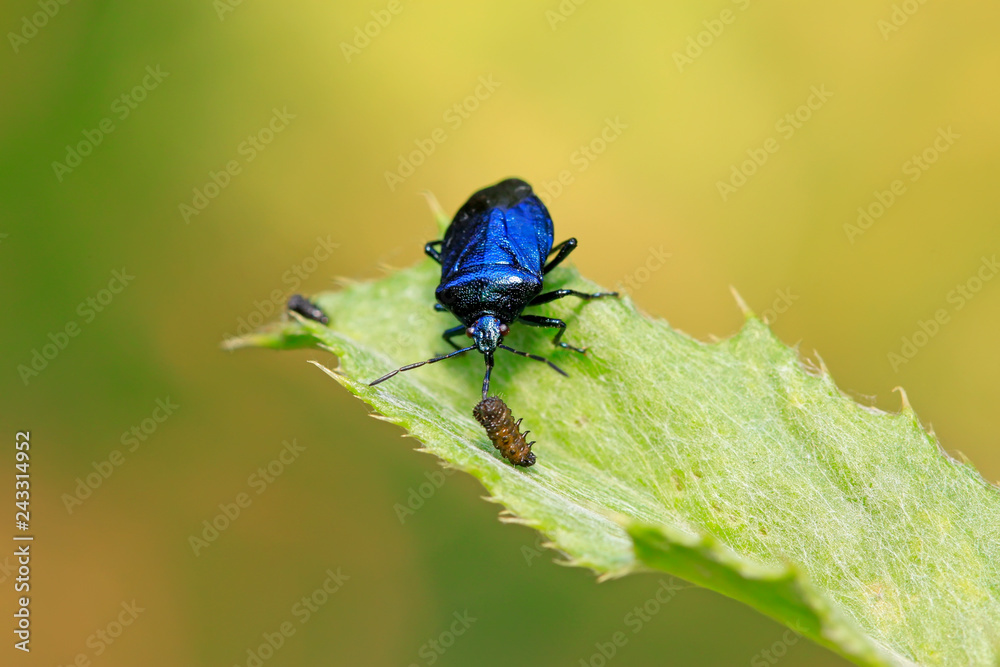 Blue bugs preying on small insects Blue bugs preying on small insects