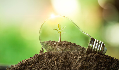 The tree growing on the soil in a light bulb. Creative ideas of earth day or save energy and environment concept