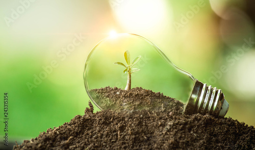 The tree growing on the soil in a light bulb. Creative ideas of earth day or save energy and environment concept