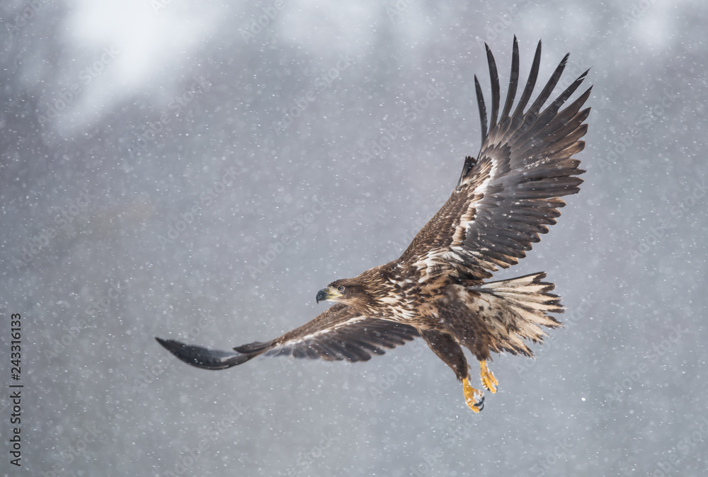Fototapeta premium White tailed eagle (Haliaeetus albicilla)