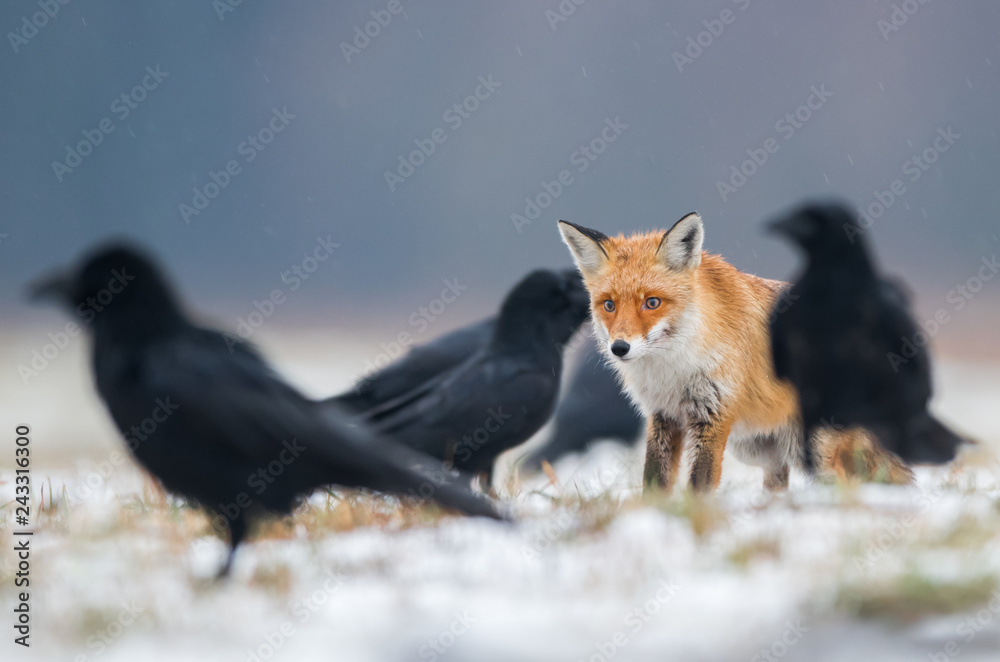 Fox (Vulpes vulpes) Fox (Vulpes vulpes)