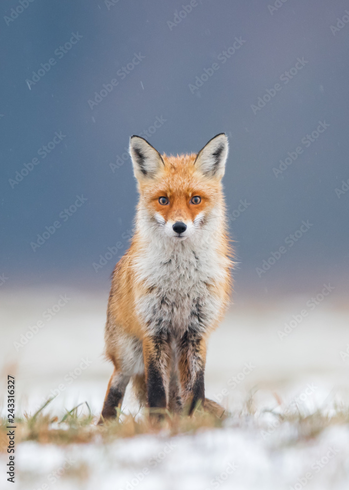 Obraz premium Lis (lis)