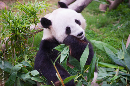 Giant panda bear eats bamboo leaves in a zoo in the Ocean park in Hong Kong  China.