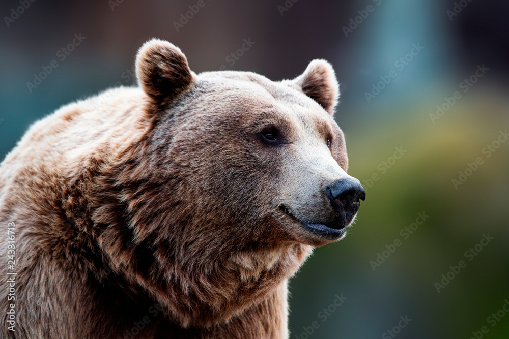 portrait of a bear