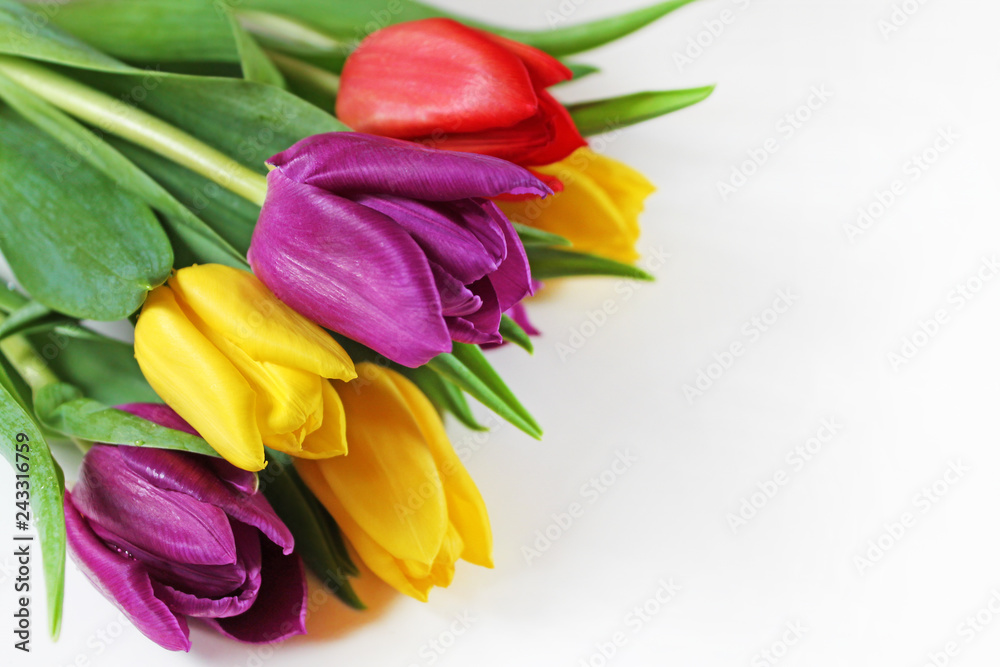 Bouquet of fresh multicolor tulips close-up. Bouquet of fresh multicolor tulips close-up.
