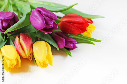 Bouquet of fresh multicolor tulips close-up.