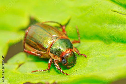 Beetle on plant © junrong