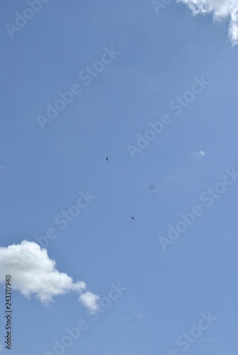 flock of birds flying in blue sky