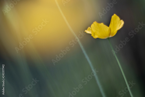 Photography Yellow poppy unsharp photographed with a vintage lens