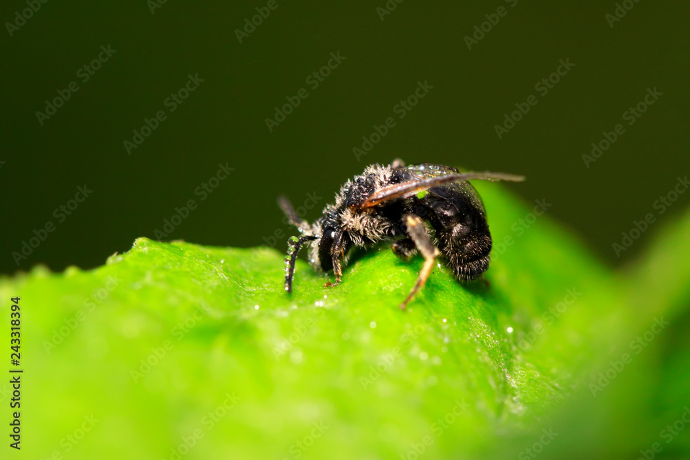 Bee insects on plant Bee insects on plant