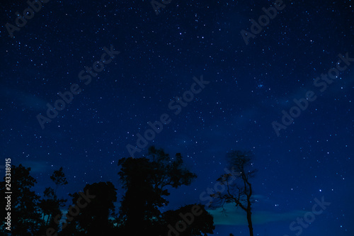 starry sky in the night forest