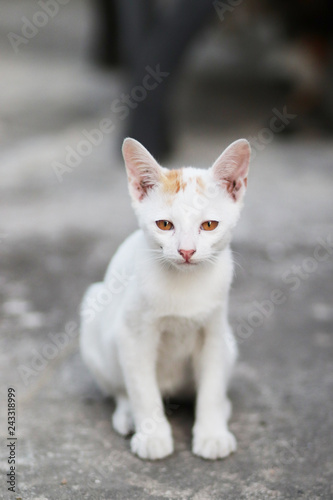 Cute white cat looking camera