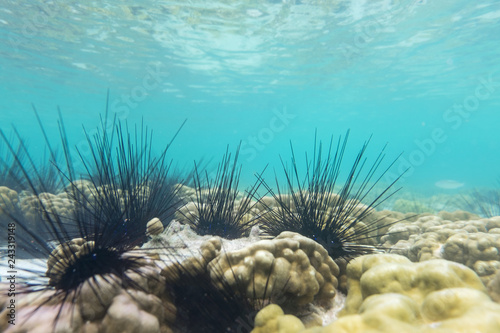 Sea urchin in the sea