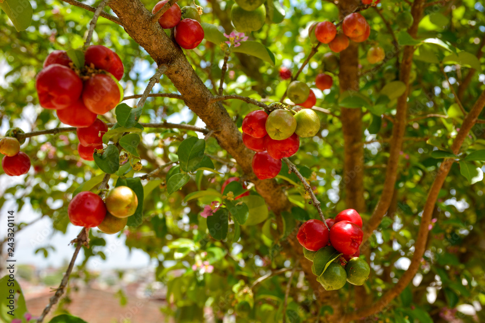 Fresh organic Acerola cherry on the tree, High vitamin C and antioxidant fruits Fresh organic Acerola cherry on the tree, High vitamin C and antioxidant fruits