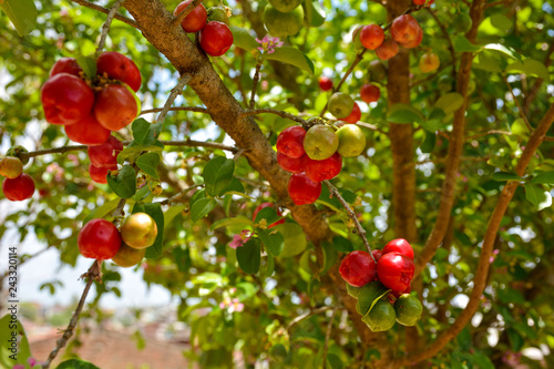 Fresh organic Acerola cherry on the tree, High vitamin C and antioxidant fruits 