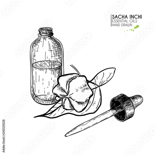 Hand drawn set of essential oils. Vector sacha inchi serum. Medicinal herb with glass dropper bottle. Engraved art. Good for cosmetics, medicine, treating, aromatherapy, package design health care.