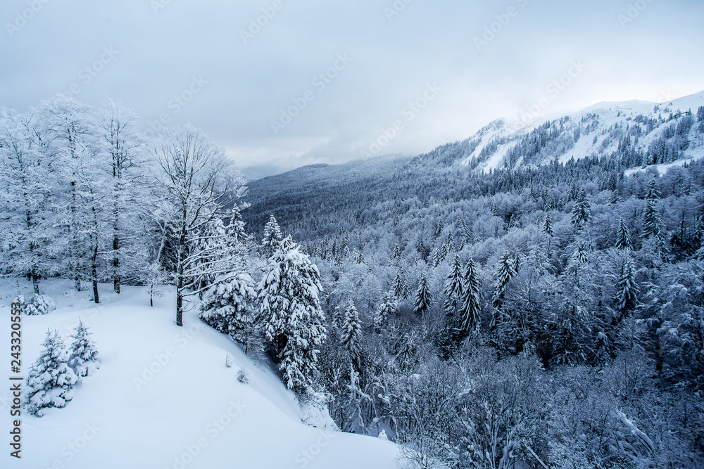 Panorama of the foggy winter landscape in the mountains. - Image