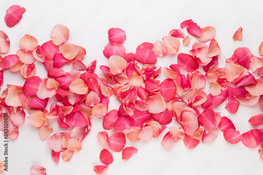 Valentine's Day. Rose flowers petals on white background. Valentines day background. Flat lay, top view, copy space. Valentine's Day. Rose flowers petals on white background. Valentines day background. Flat lay, top view, copy space.