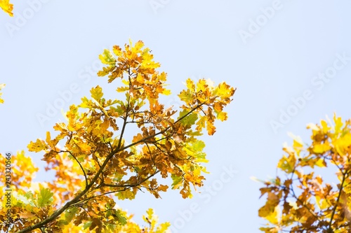Colorful oak branch with leaves on blue sky background