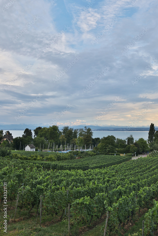 German wine growing area at the Bodensee lake