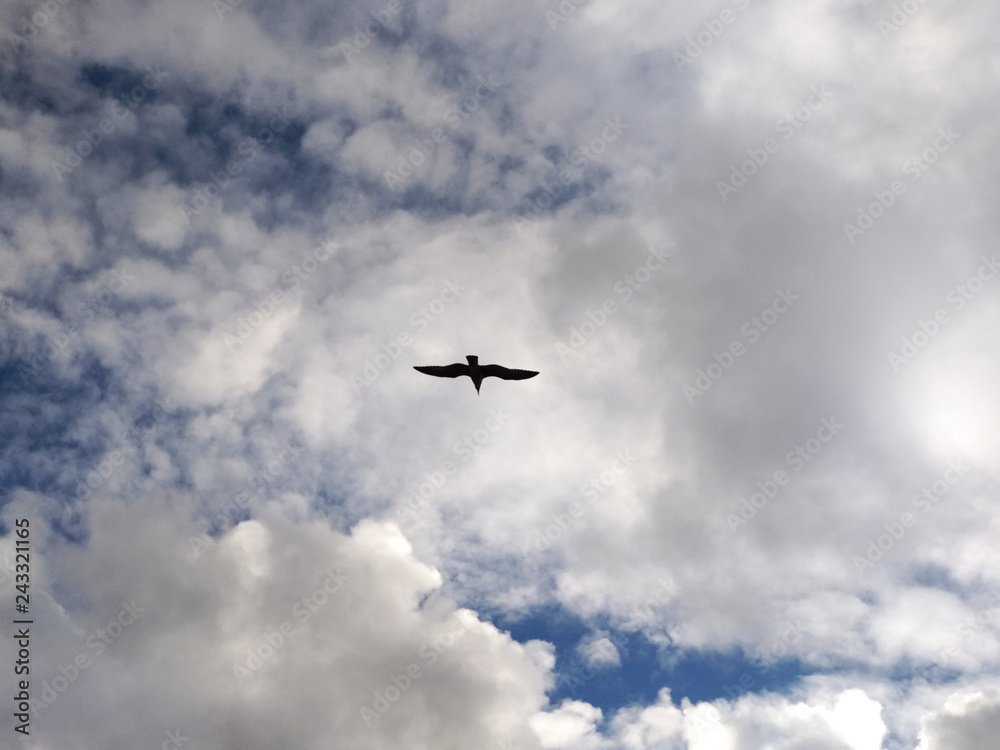 Gaviota volando en un cielo nublado. Gaviota volando en un cielo nublado.
