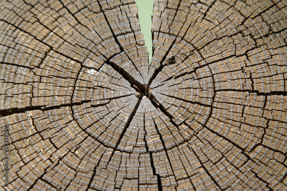 Fototapeta premium Black sleeper cross-section texture